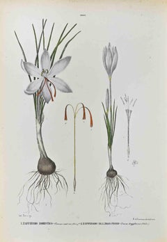 The Irises - Lithograph by Vincenzo Tenore - 1870s