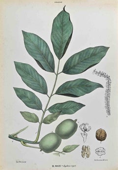 Die Iuglander - Lithographie von Vincenzo Tenore - 1870er Jahre