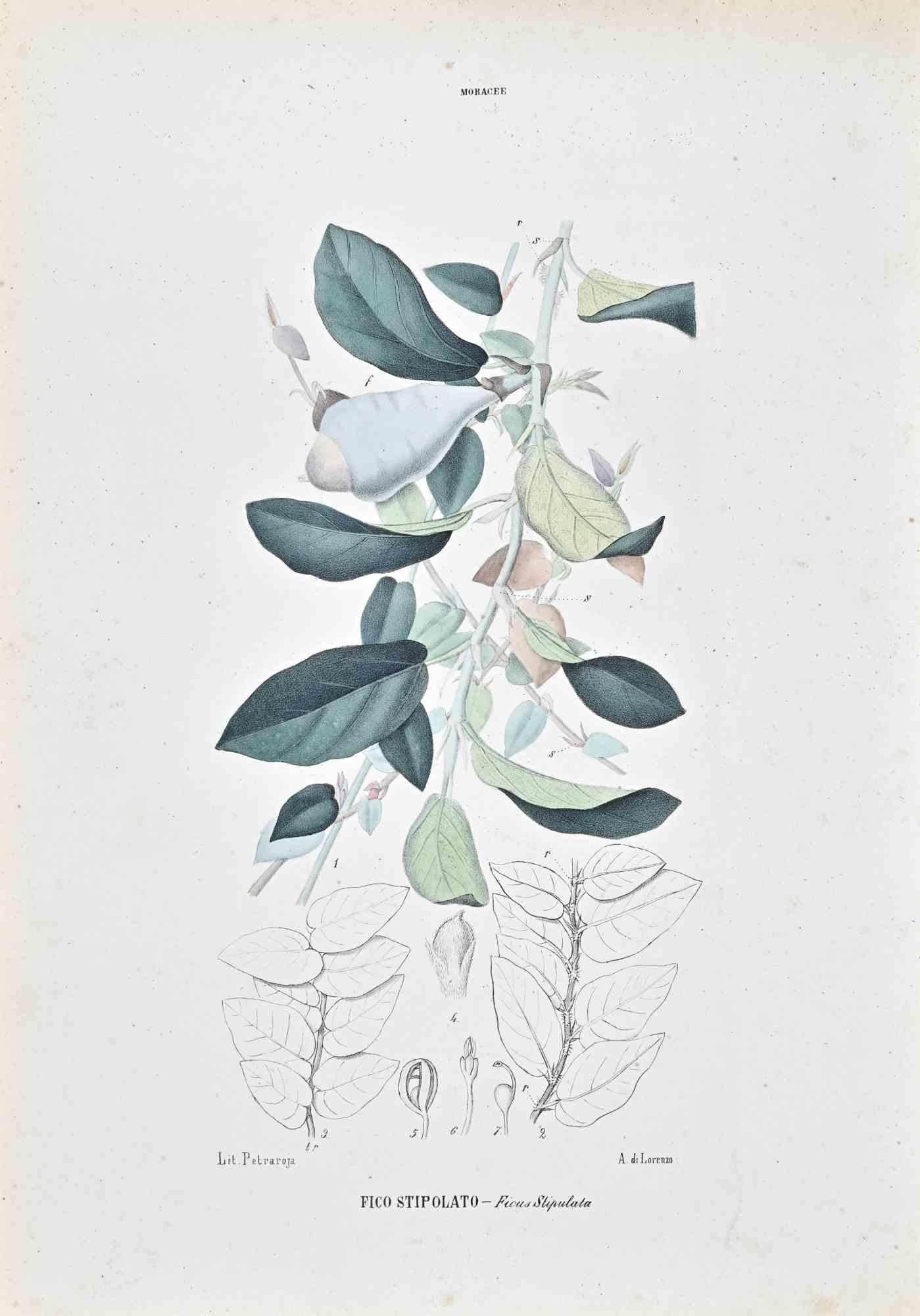 Unknown Figurative Print - The Lauraceae - Lithograph by Vincenzo Tenore - 1870s