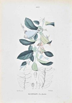 The Lauraceae – Lithographie von Vincenzo Tenore – Lauraceae – 1870er Jahre