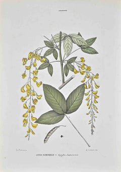 The Legumes - Lithographie von Vincenzo Tenore - 1870er Jahre