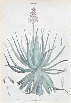 Los Lirios - Litografía de Vincenzo Tenore - Años 1870