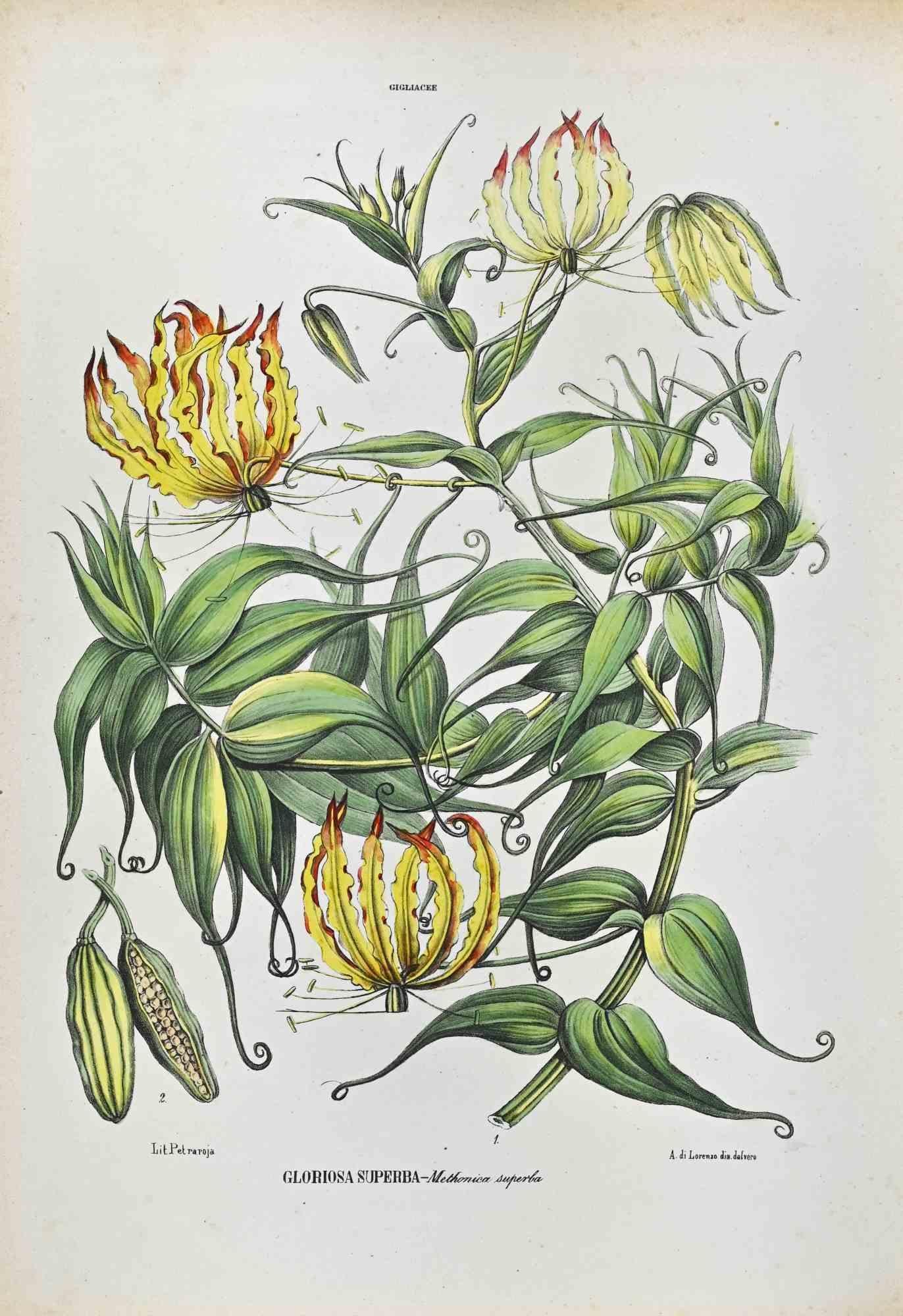 Unknown Figurative Print - The Lilies - Lithograph by Vincenzo Tenore - 1870s