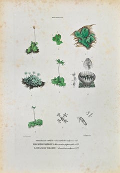 The Marcanziaceae - Lithograph by Vincenzo Tenore - 1870s