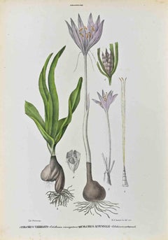 Las Melantáceas - Litografía de Vincenzo Tenore - Años 1870