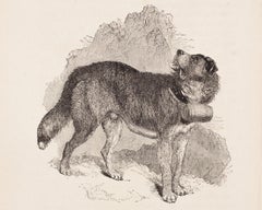 The Mount St. Bernard Dog