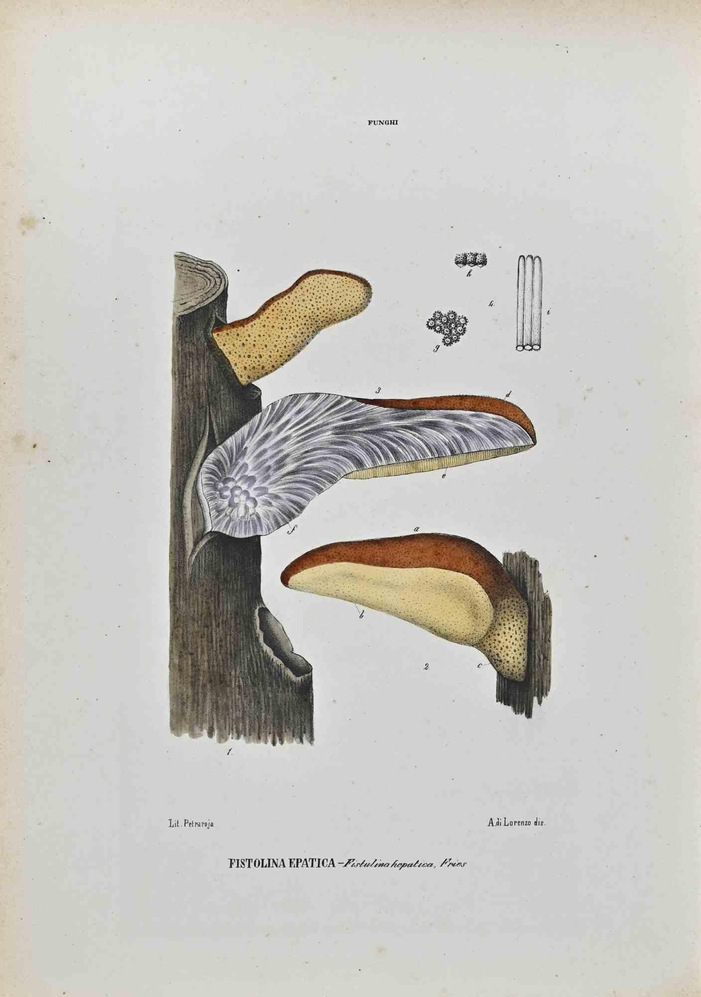 Unknown Figurative Print - The Mushrooms - Lithograph by Vincenzo Tenore - 1870s