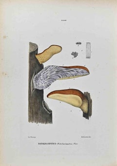 The Mushrooms - Lithograph by Vincenzo Tenore - 1870s
