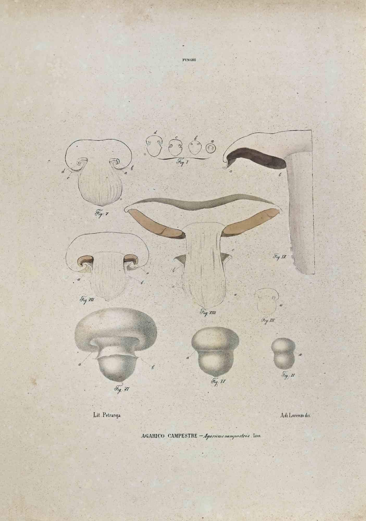 Unknown Figurative Print - The Mushrooms - Lithograph by Vincenzo Tenore - 1870s