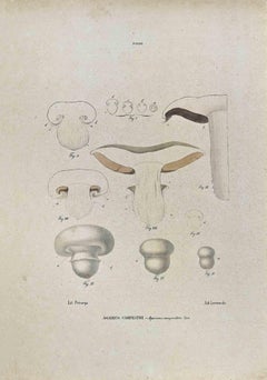 The Mushrooms - Lithograph by Vincenzo Tenore - 1870s