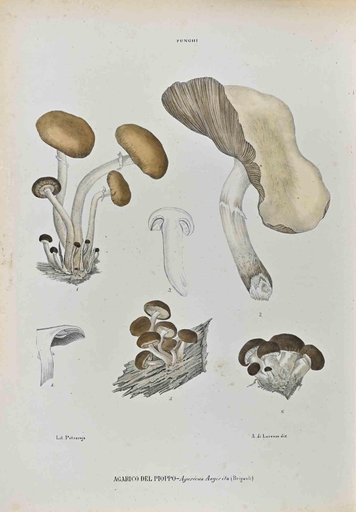Unknown Figurative Print - The Mushrooms - Lithograph by Vincenzo Tenore - 1870s