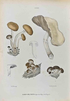 The Mushrooms - Lithograph by Vincenzo Tenore - 1870s