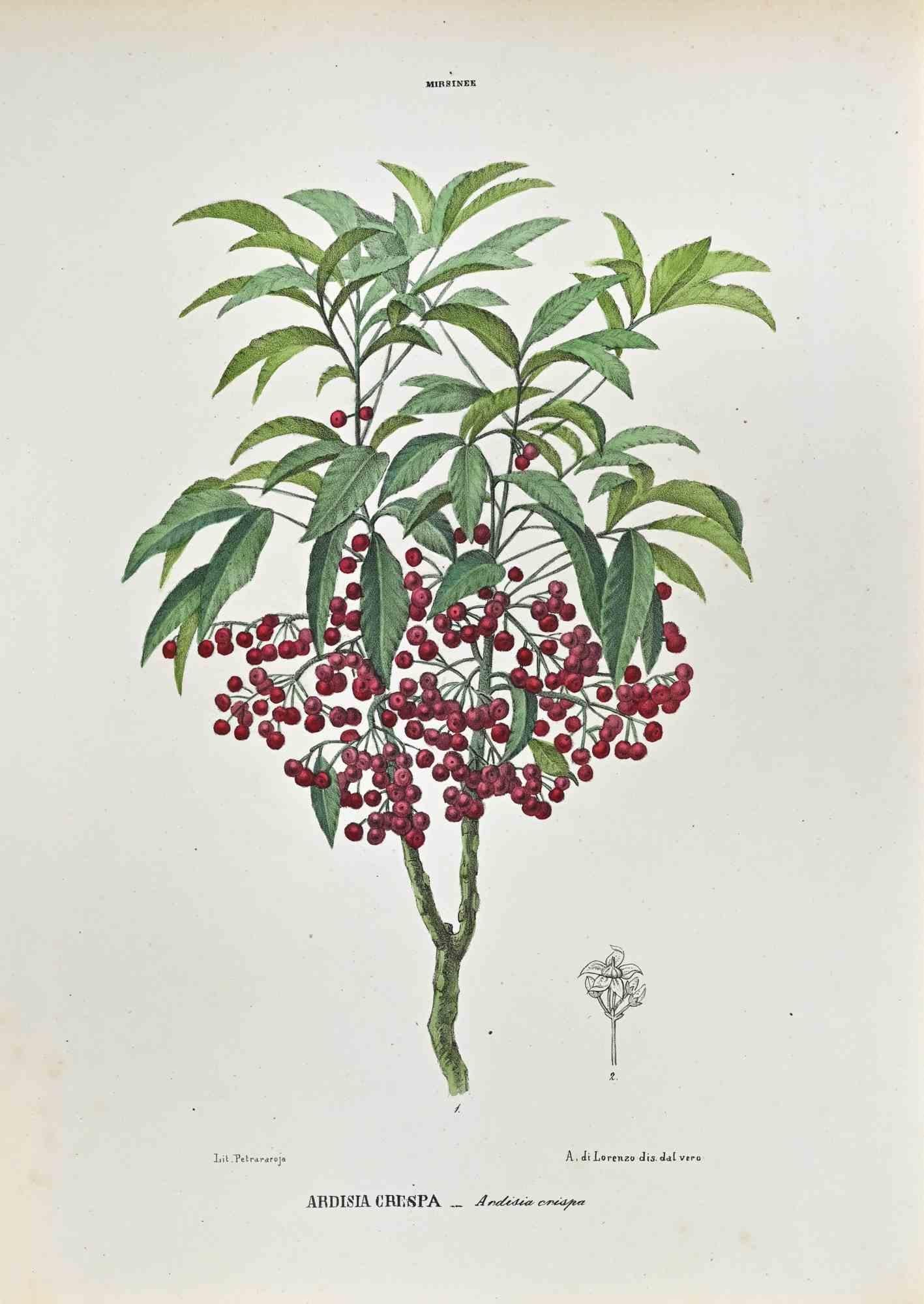 La Myrsineae - Lithographie de Vincenzo Tenore - années 1870