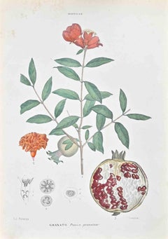 Il Myrtaceae - Litografia di Vincenzo Tenore - Anni '70 del XIX secolo