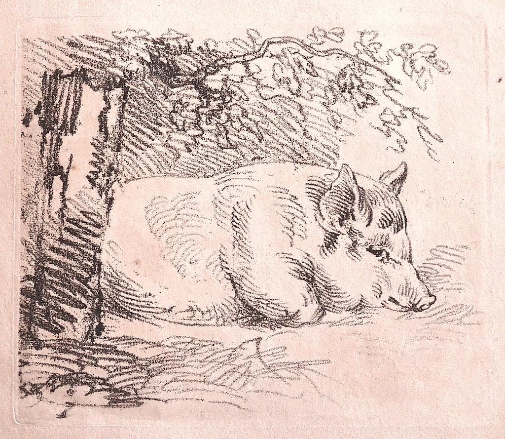 Unknown Figurative Print - The Pig - Original Lithograph on Paper - 1880 ca.