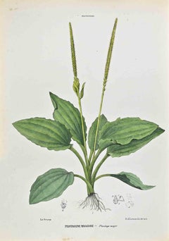 Los Plátanos - Litografía de Vincenzo Tenore - Años 1870