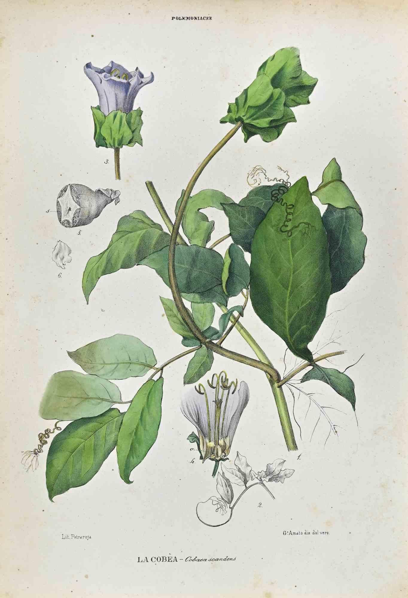 Unknown Figurative Print - The Polemoniaceae - Lithograph by Vincenzo Tenore - 1870s