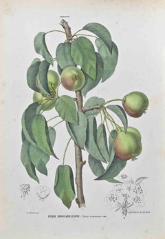 The Pome Fruits - Lithograph by Vincenzo Tenore - 1870s