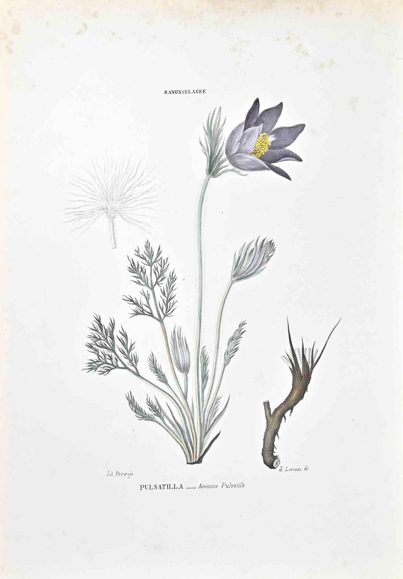 Unknown Figurative Print - The Ranunculaceae  - Lithograph by Vincenzo Tenore - 1870s