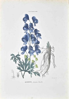 Las Ranunculáceas- Litografía de Vincenzo Tenore - Años 1870
