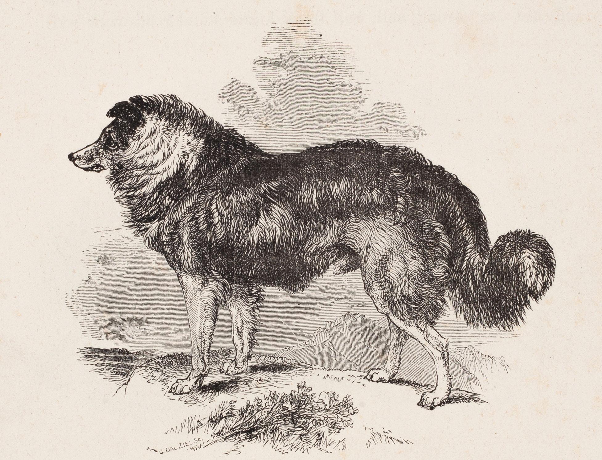 Unknown Print - The Rough Collie