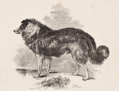 Il collie ruvido