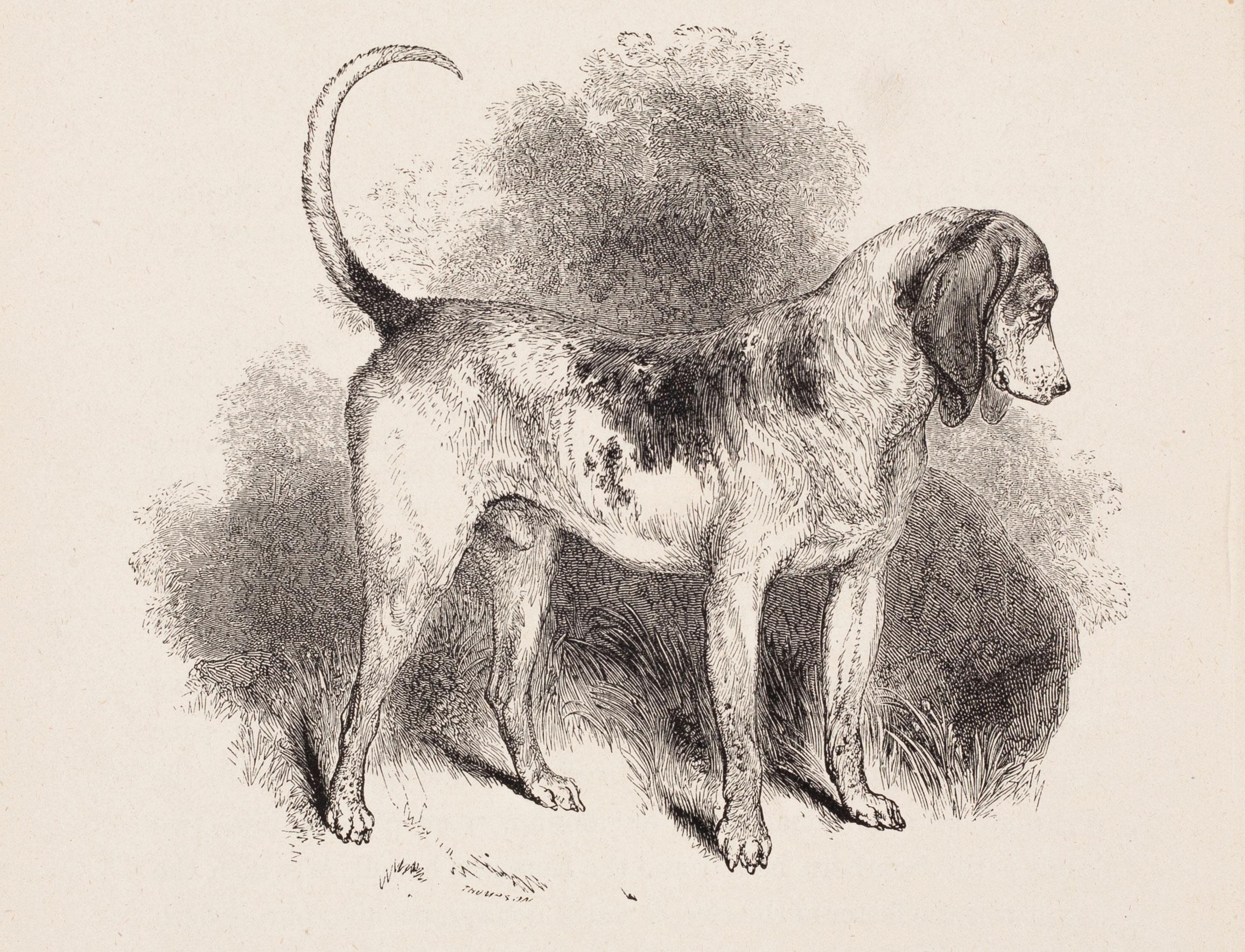Unknown Print - The Southern Hound