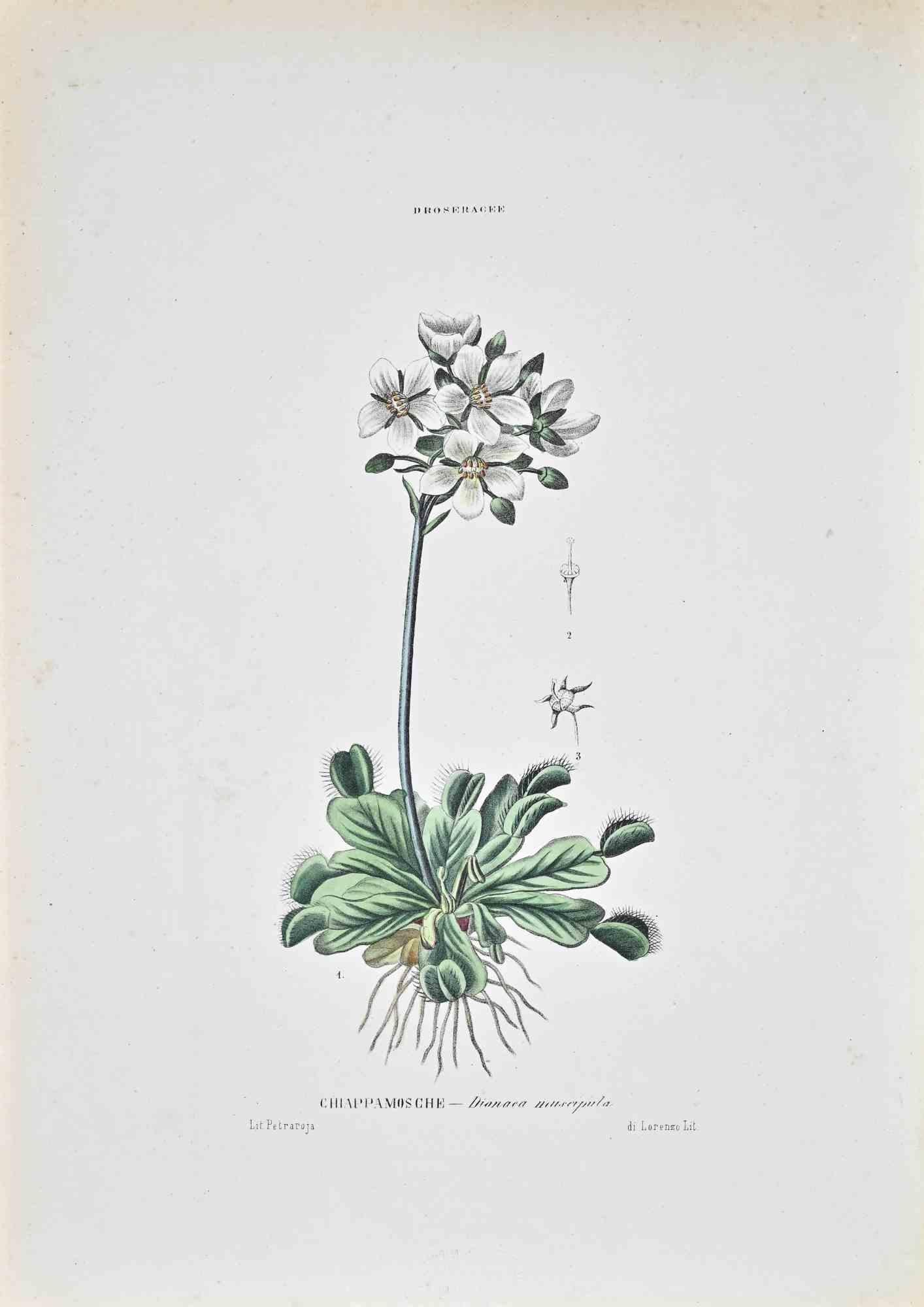 Unknown Figurative Print - The Sundews - Lithograph by Vincenzo Tenore - 1870s
