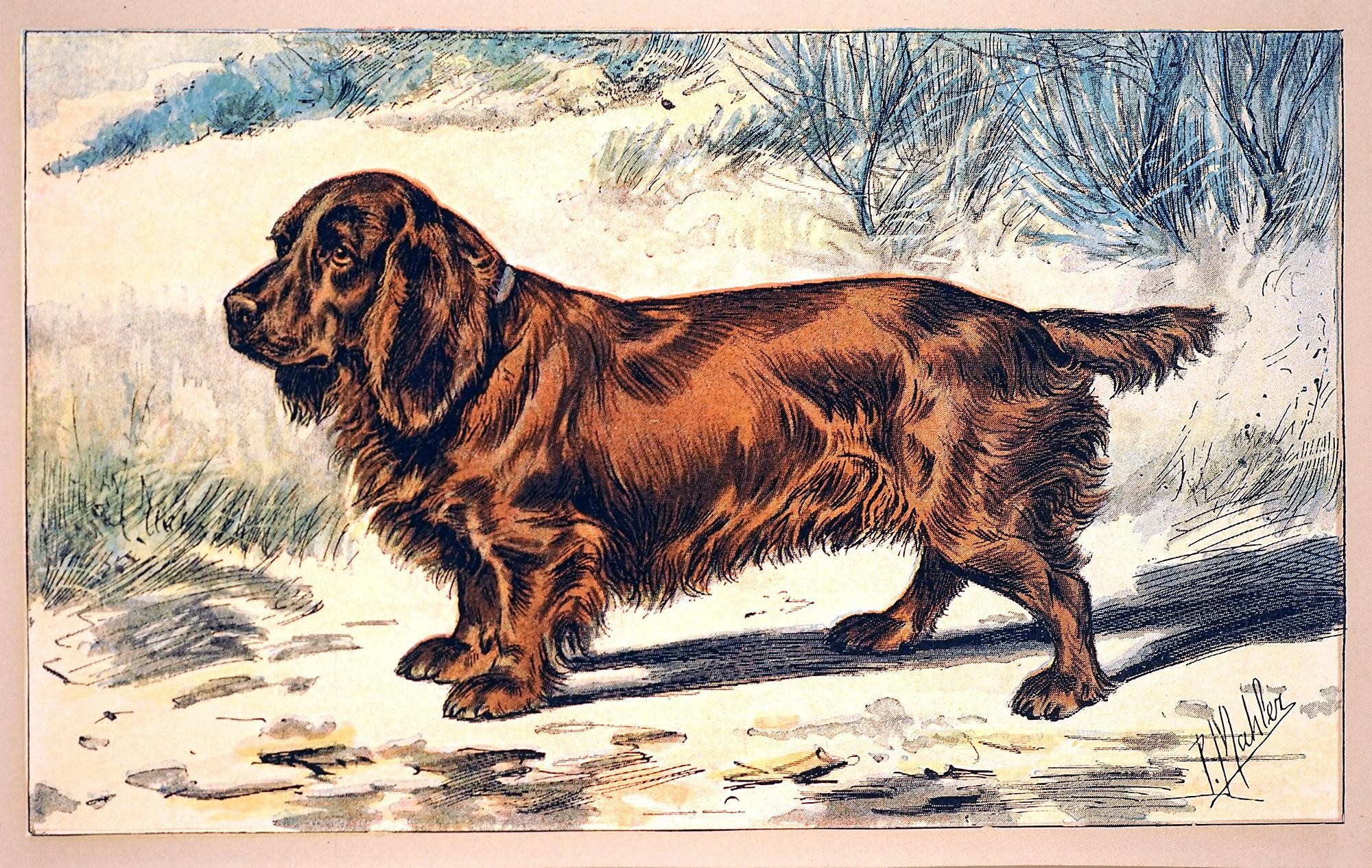 The Sussex Spaniel - Print by Unknown