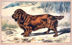 The Sussex Spaniel