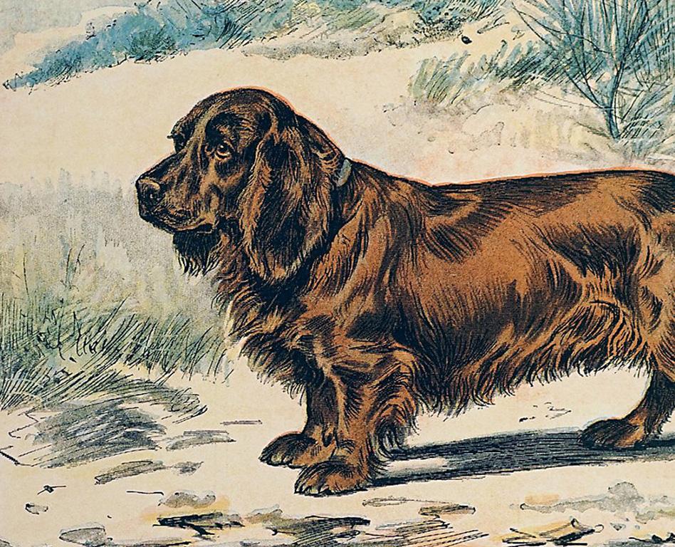 sussex spaniel for sale
