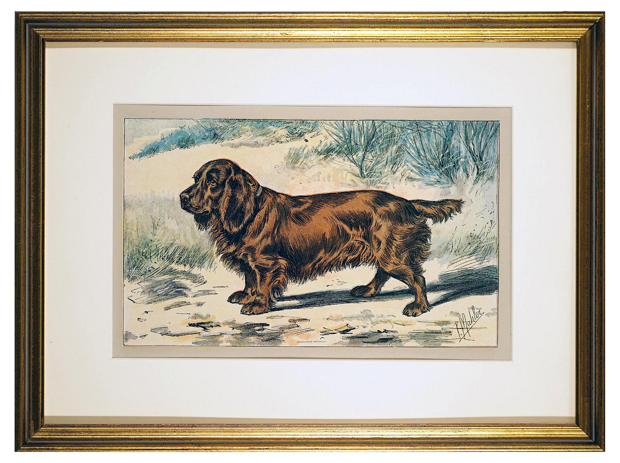 Unknown Animal Print - The Sussex Spaniel