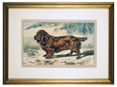 The Sussex Spaniel