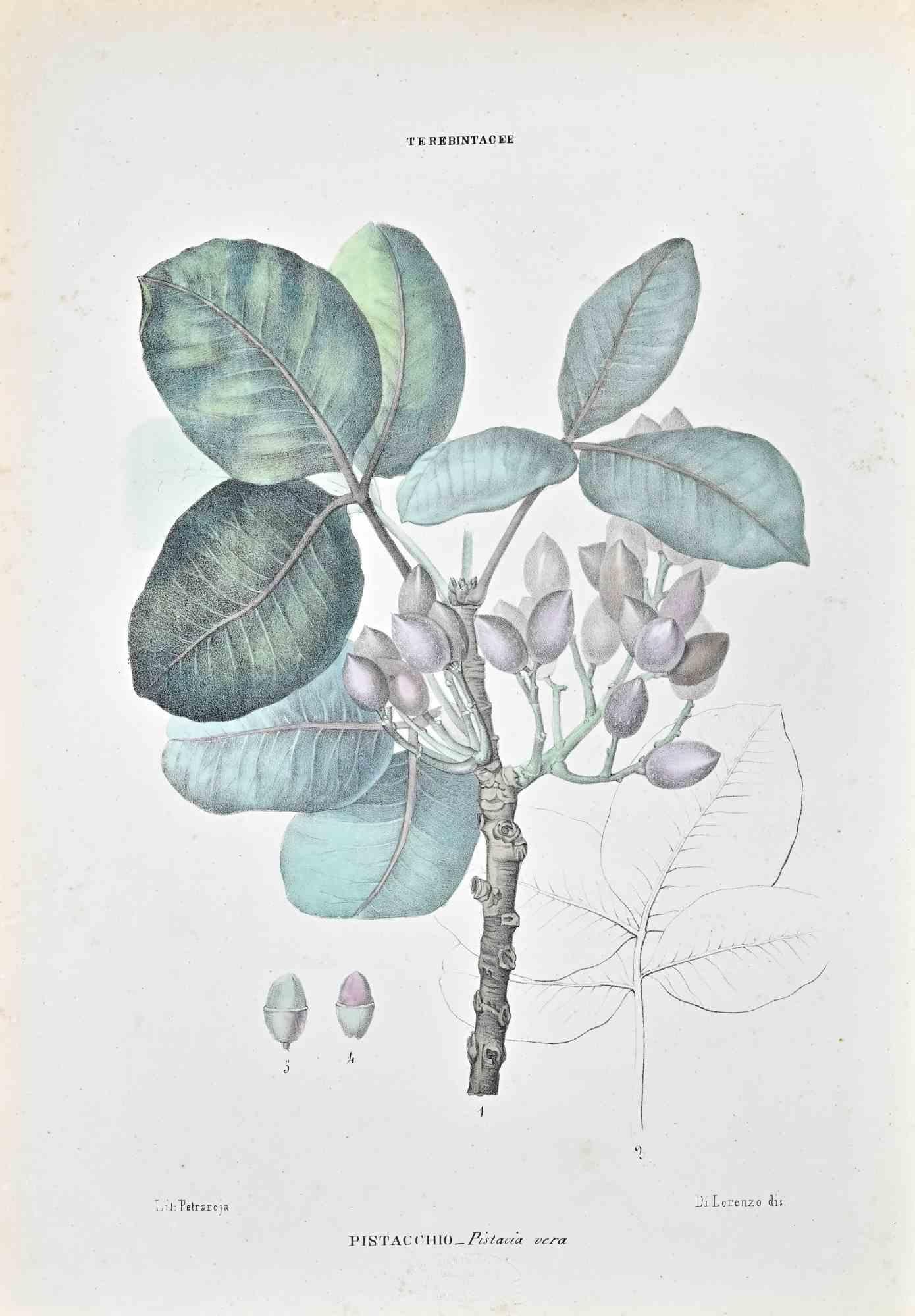Unknown Figurative Print - The Terebintaceae  - Lithograph by Vincenzo Tenore - 1870s