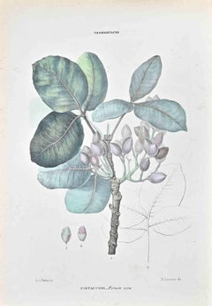 Las Terebintáceas  - Litografía de Vincenzo Tenore - Años 1870