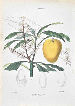 Las Terebintáceas - Litografía de Vincenzo Tenore - Años 1870