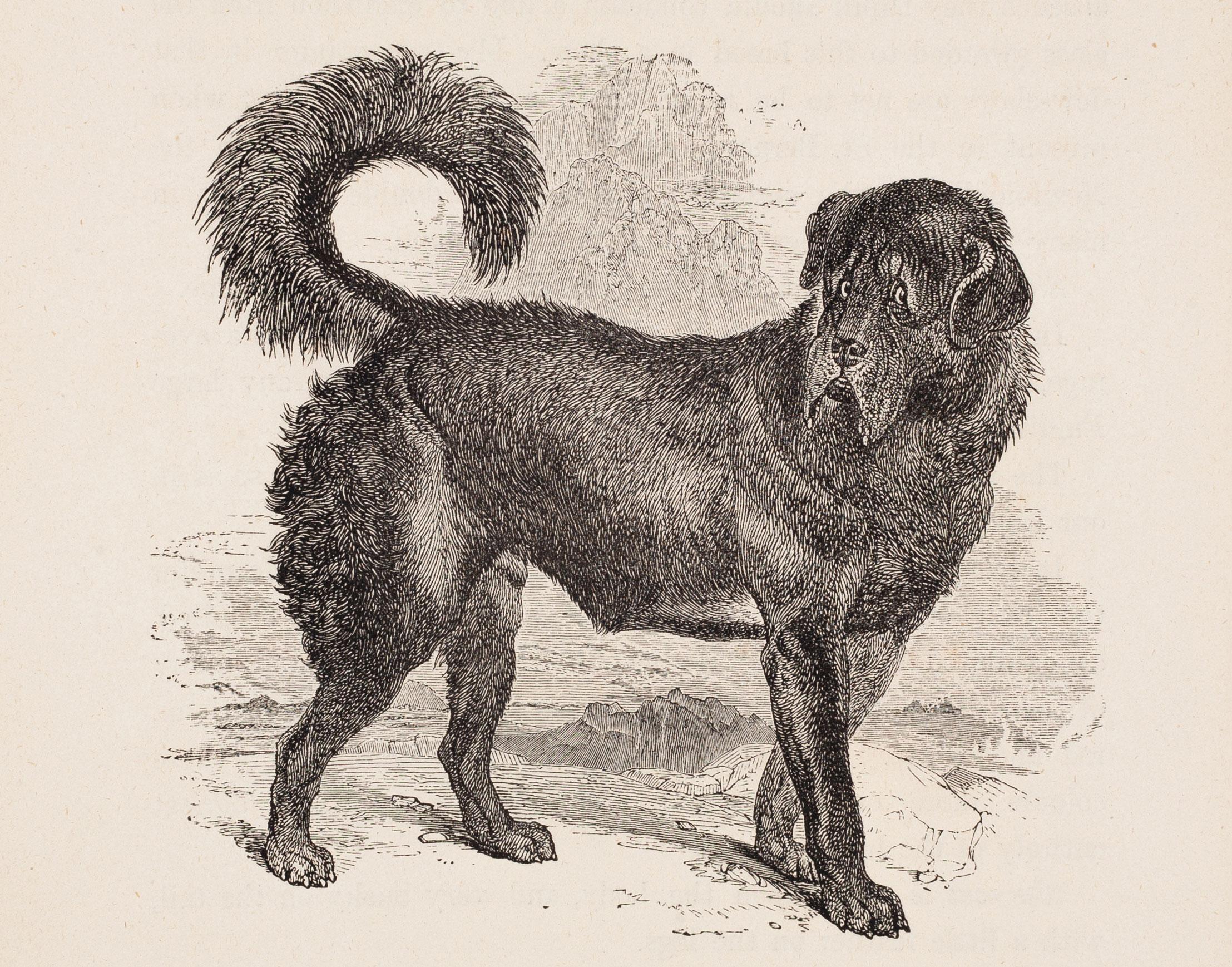 Animal Print di Unknown - Il cane di Thibet
