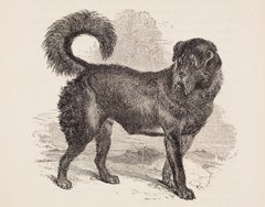 Antique The Thibet Dog