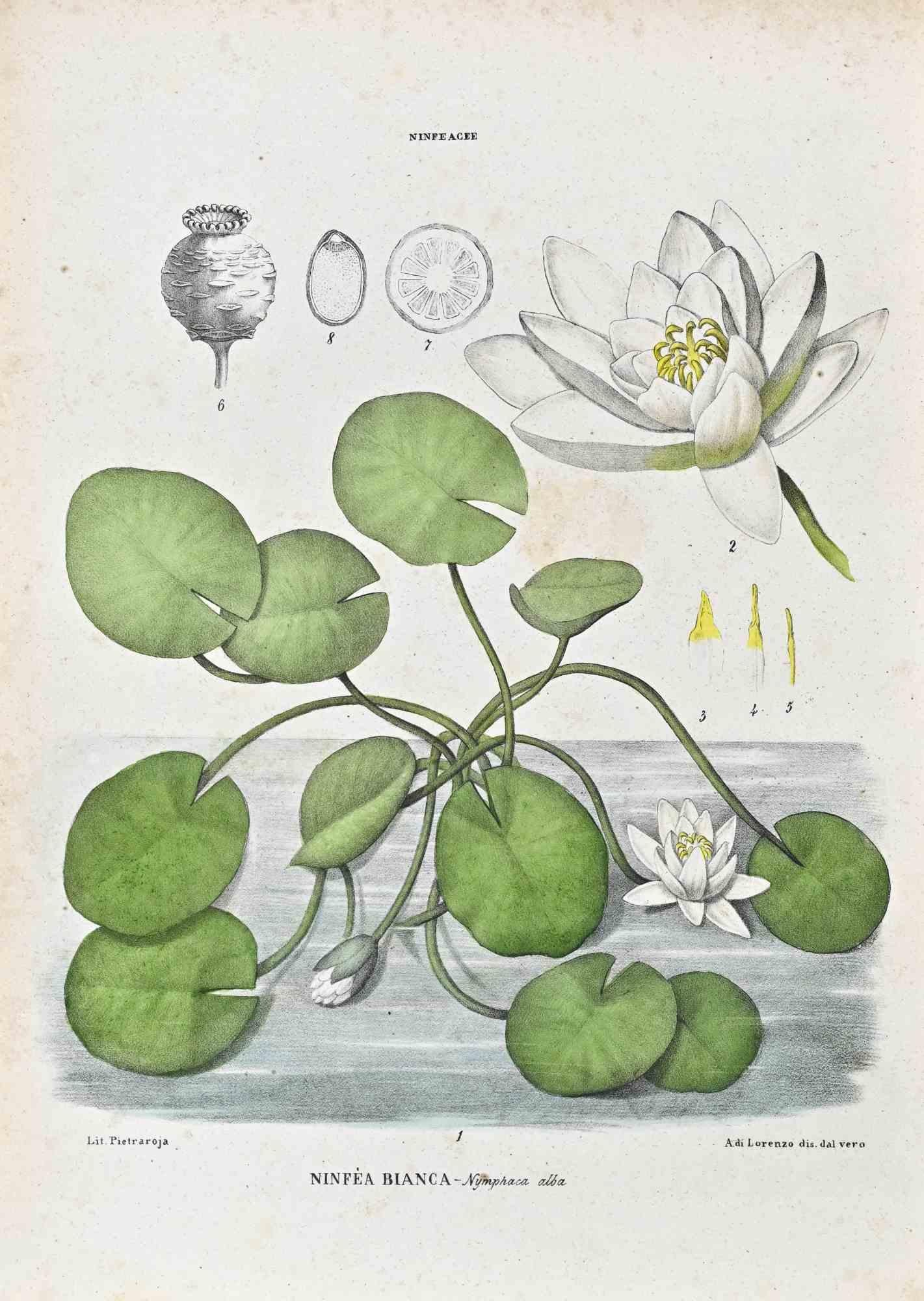 Unknown Figurative Print - The Water Lilies - Lithograph by Vincenzo Tenore - 1870s