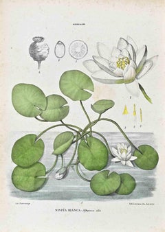 The Water Lilies – Lithographie von Vincenzo Tenore – 1870er Jahre