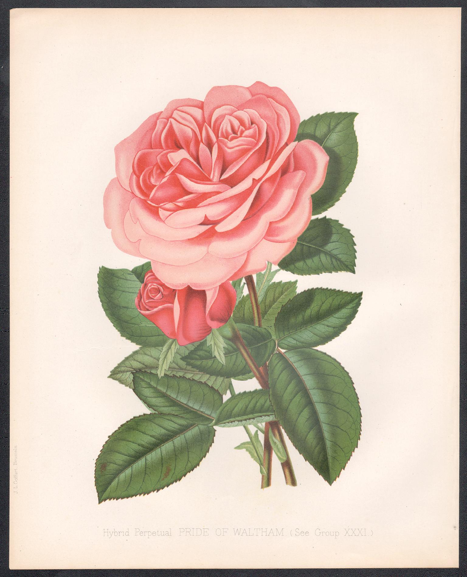 Unknown Print - Victorian English Pink Rose botanical flower chromolithograph, c1880