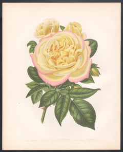 Victorian English Yellow Rose botanical flower chromolithograph, c1880