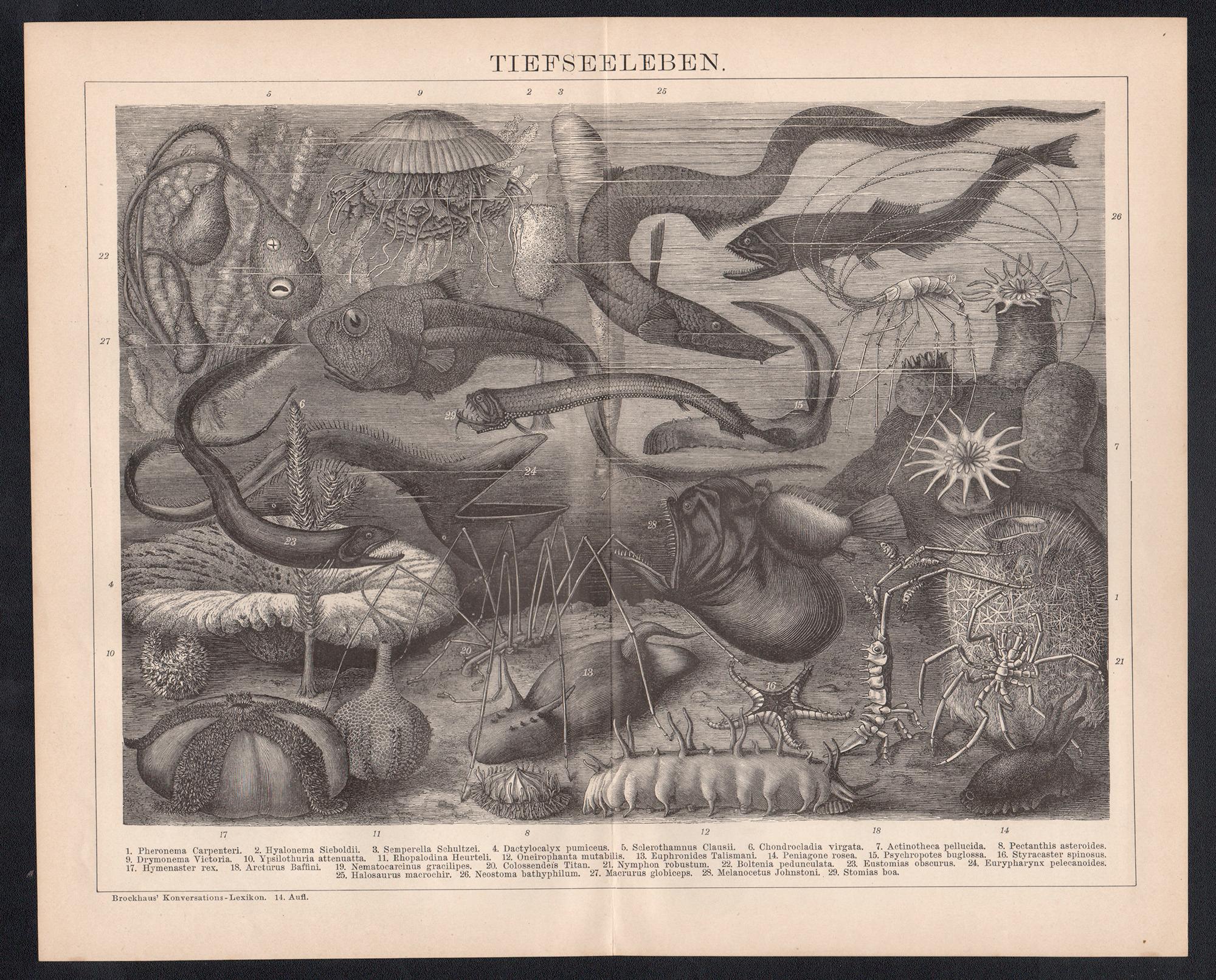 Tiefseeleben ( Vie des mers profondes), gravure allemande ancienne de vie marine sous-marine - Print de Unknown