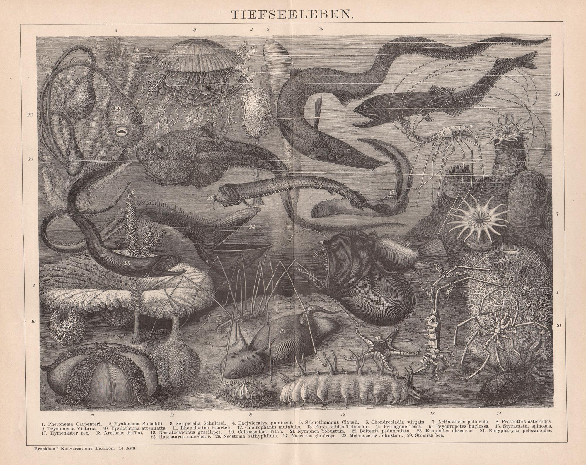 Print Unknown - Tiefseeleben ( Vie des mers profondes), gravure allemande ancienne de vie marine sous-marine