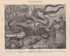 Tiefseeleben (Zeitgenössisches Meeresleben), deutsches antikes Gravieren des Unterwassers und Meereslebens