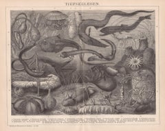 Tiefseeleben (Deep Sea Life), German Antique underwater sea life engraving