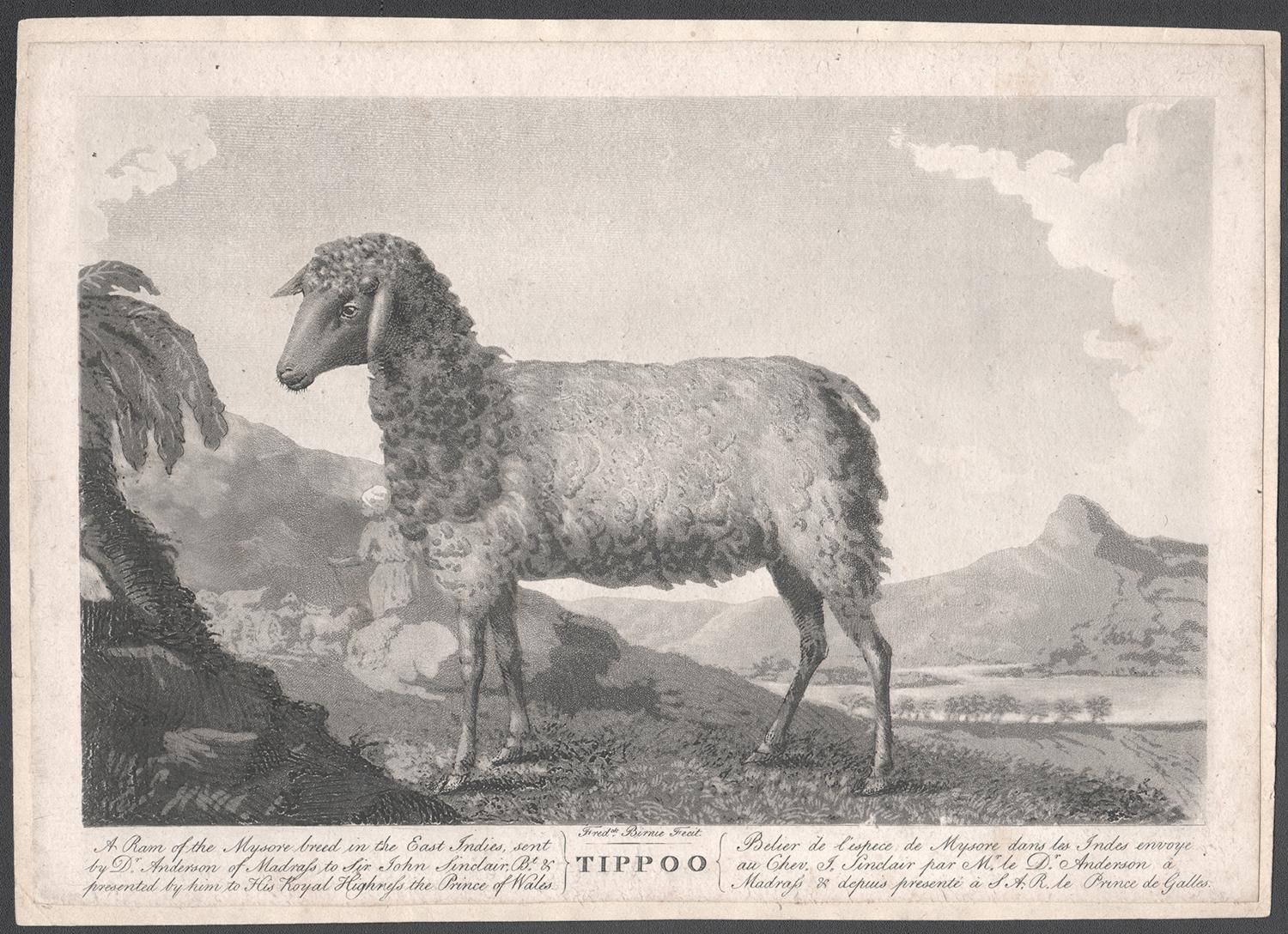 Tippoo, gravure ancienne en aquatinte de mouton d'Inde, vers 1780