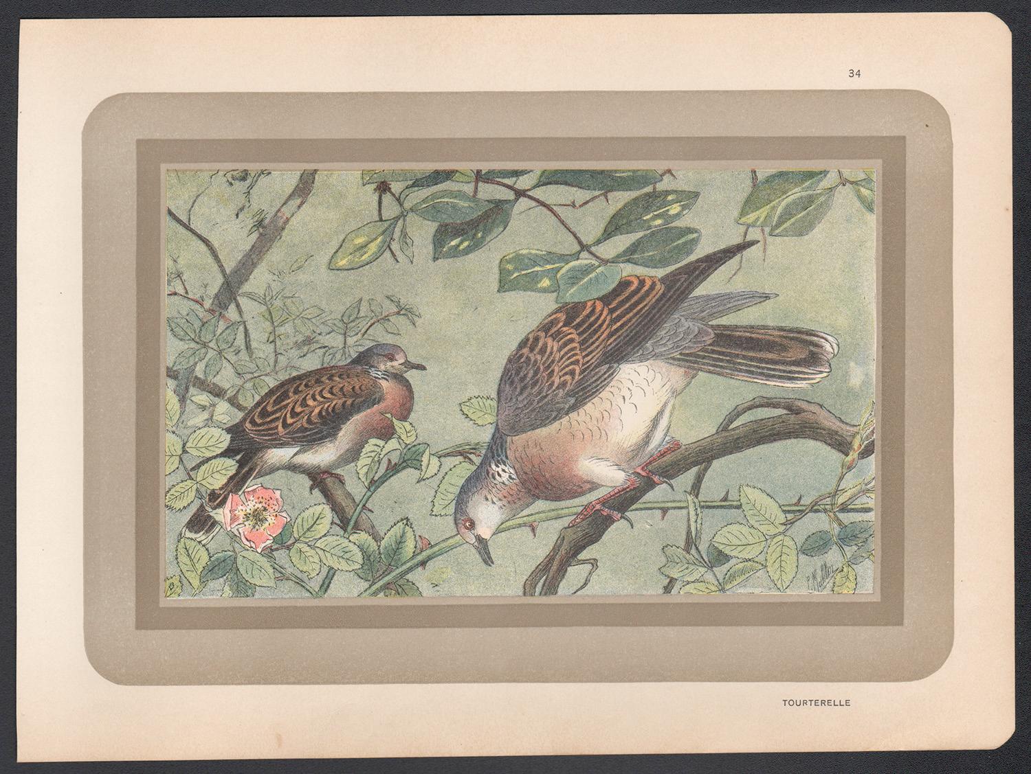 Schildkröte Taube, französischer antiker Vogel aus der Naturgeschichte  Kunstdruck mit Illustrationsdruck – Print von Unknown