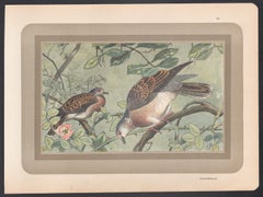 Turtle Dove, French antique natural history bird  art illustration print