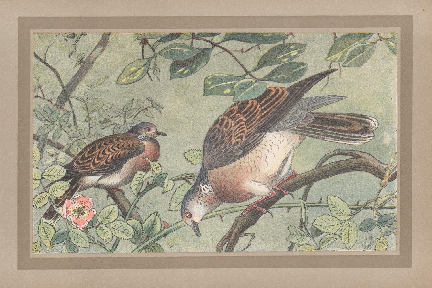 Unknown Animal Print - Turtle Dove, French antique natural history bird  art illustration print